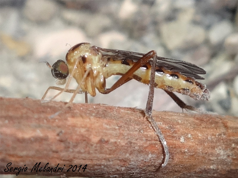 Vermileo sp. larve e adulti